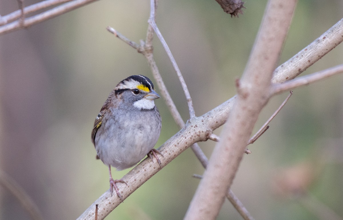 White-throated Sparrow - ML524759521
