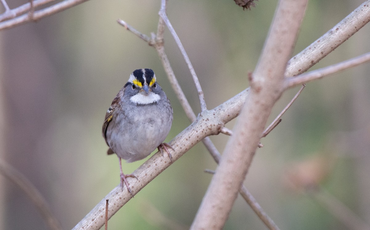 White-throated Sparrow - ML524759531