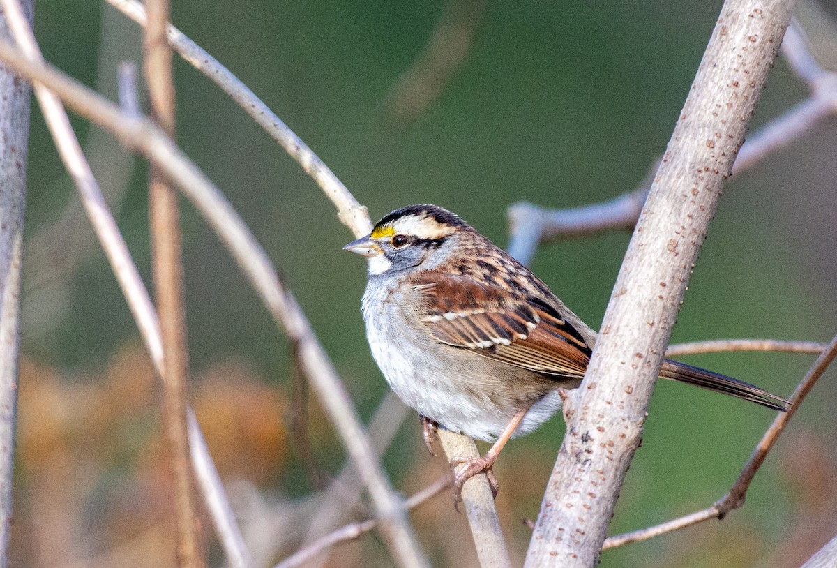 White-throated Sparrow - ML524759541