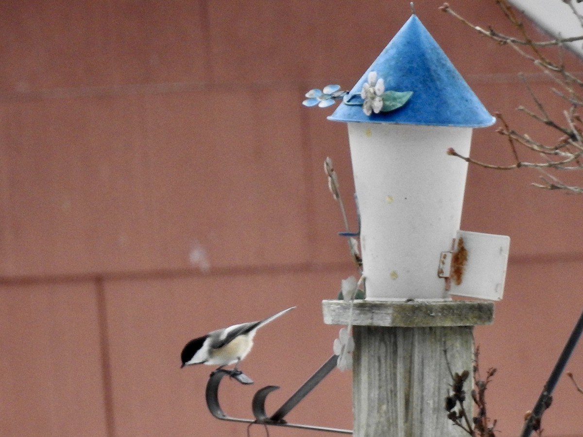 Black-capped Chickadee - ML524759921