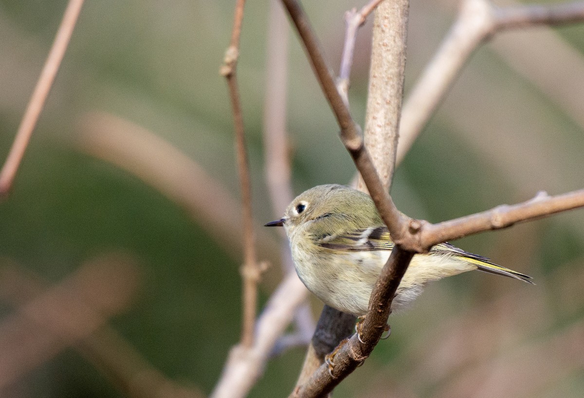 Ruby-crowned Kinglet - ML524759961