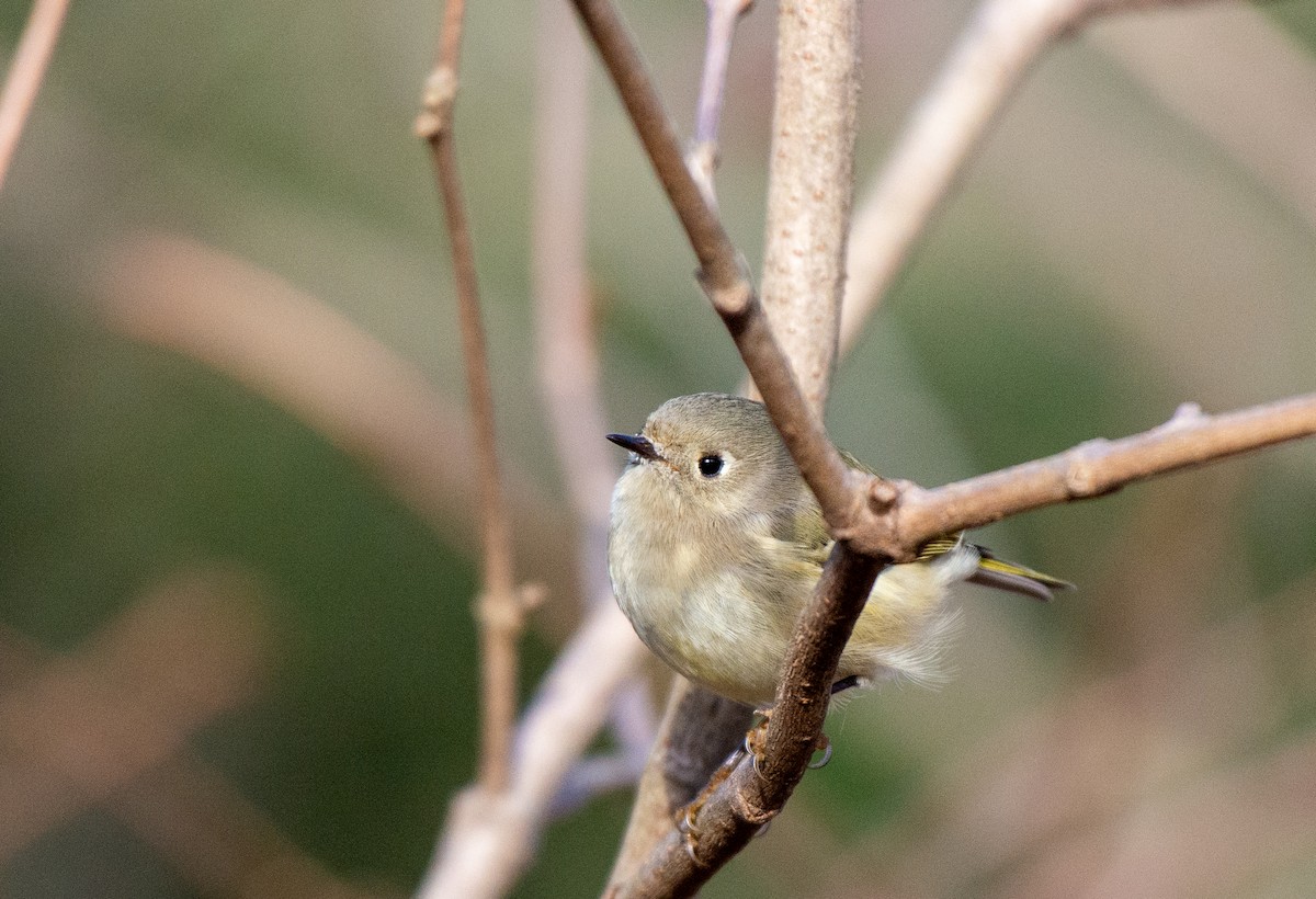 Ruby-crowned Kinglet - ML524759971
