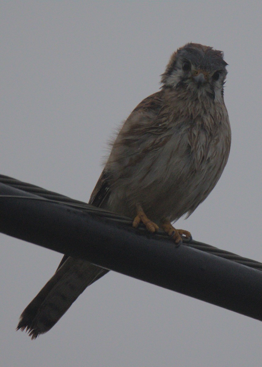 American Kestrel - Sam Rawlins