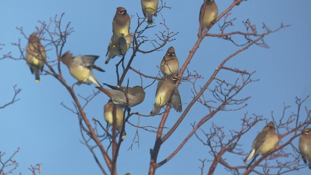 Bohemian Waxwing - ML524760171