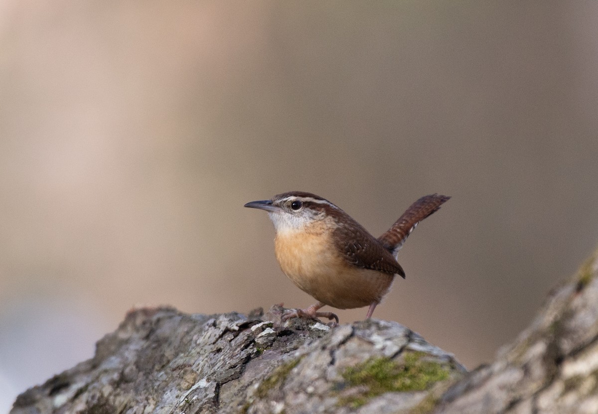 Carolina Wren (Northern) - ML524760191