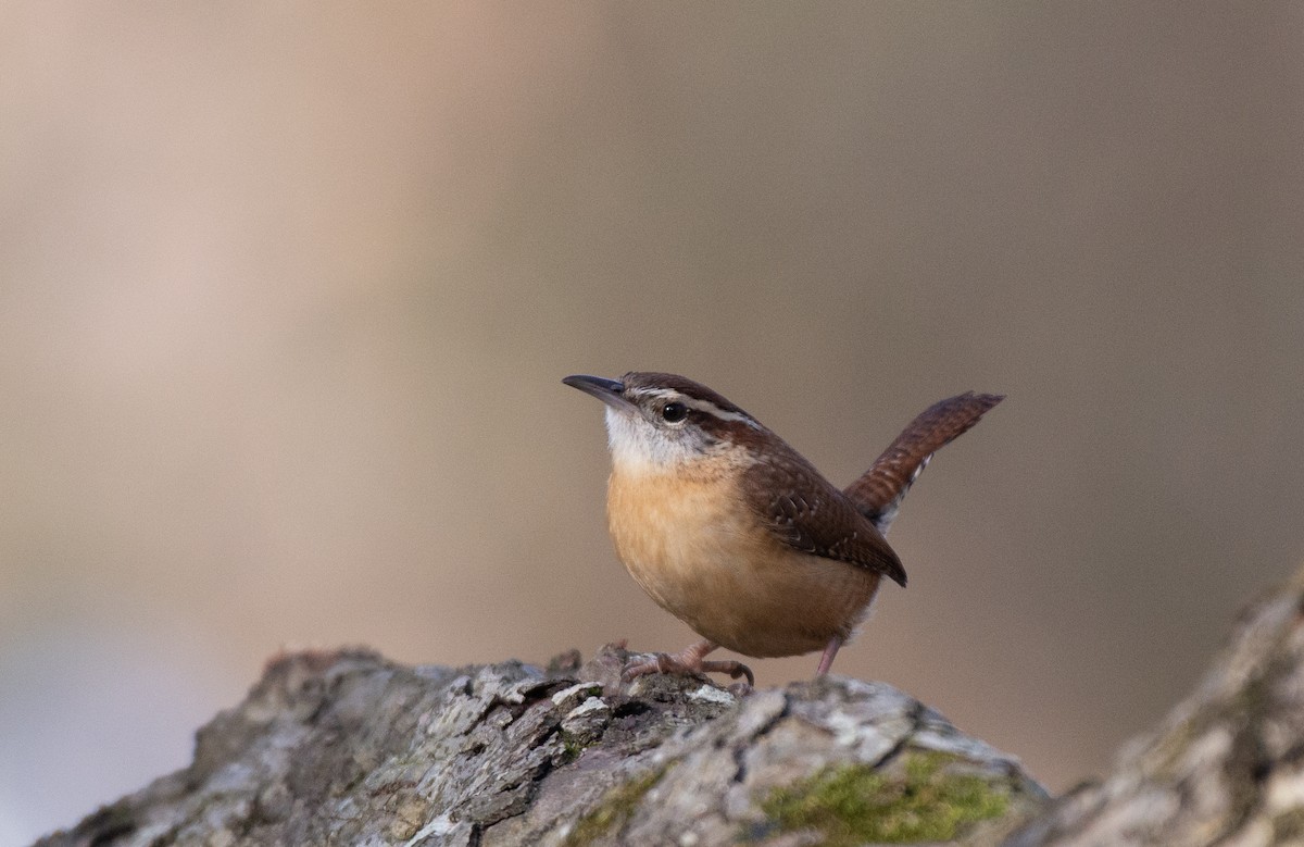 Carolina Wren (Northern) - ML524760211