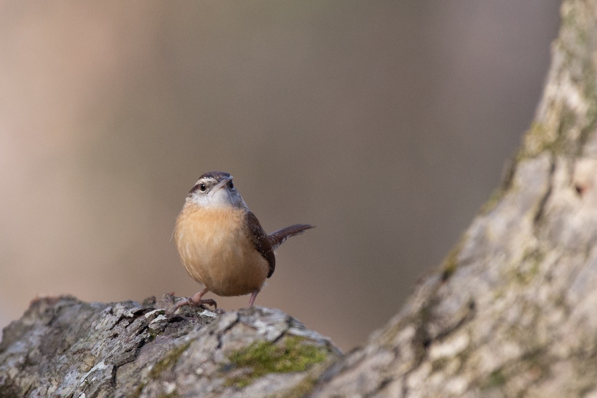 Carolina Wren (Northern) - ML524760221