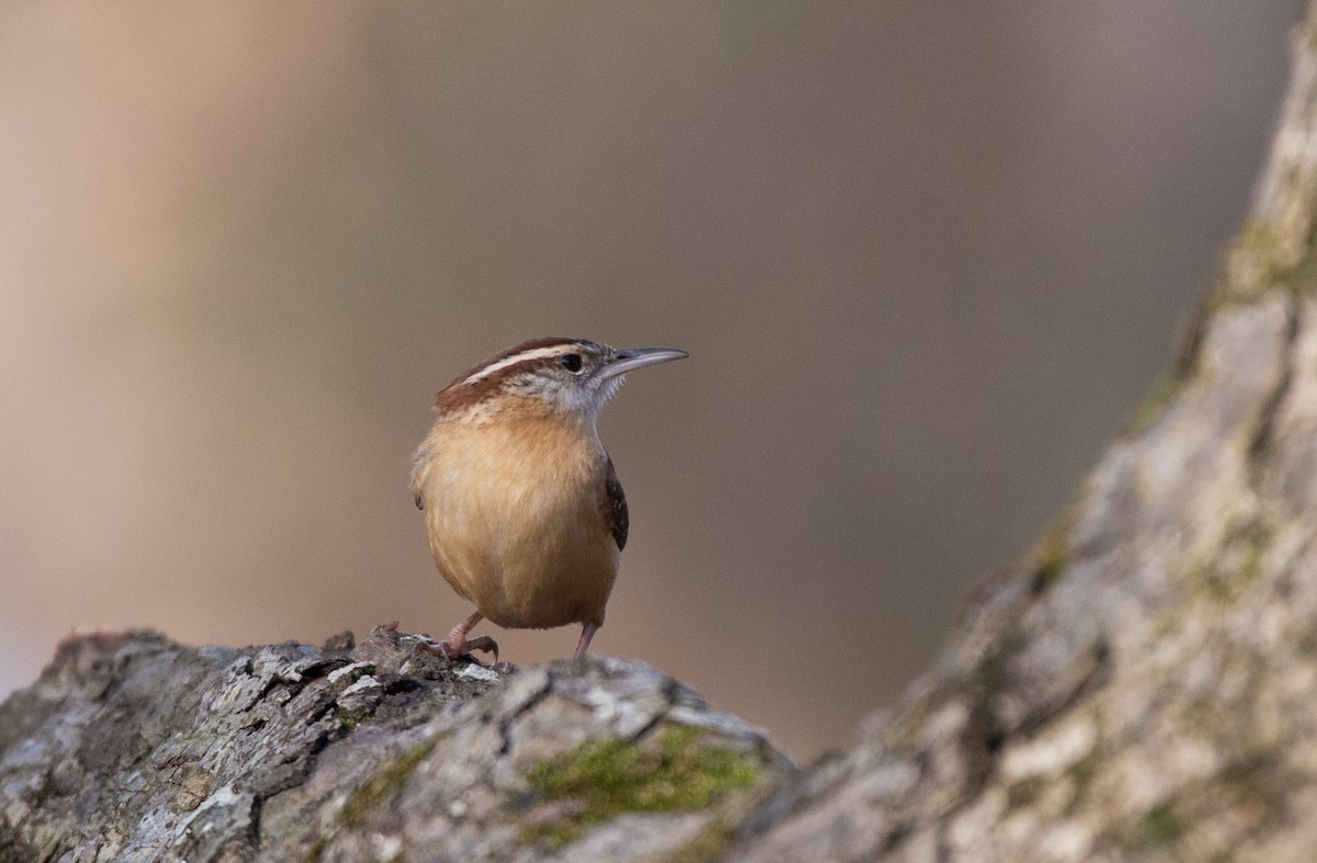 Carolina Wren (Northern) - ML524760231