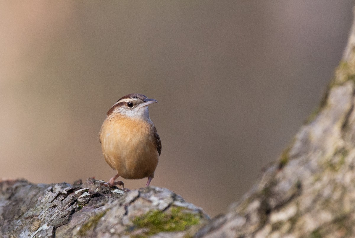 Carolina Wren (Northern) - ML524760241