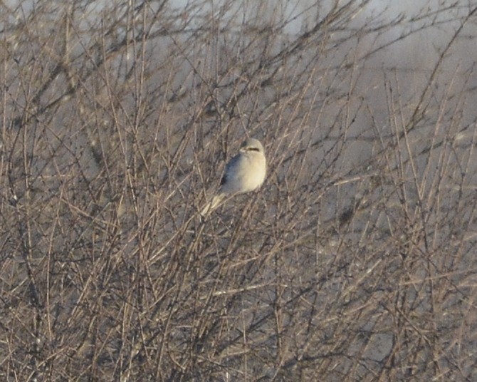 Northern Shrike - ML524761341