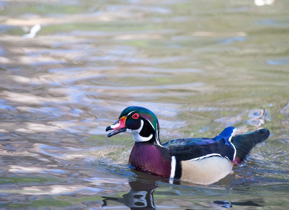 Wood Duck - ML524761551