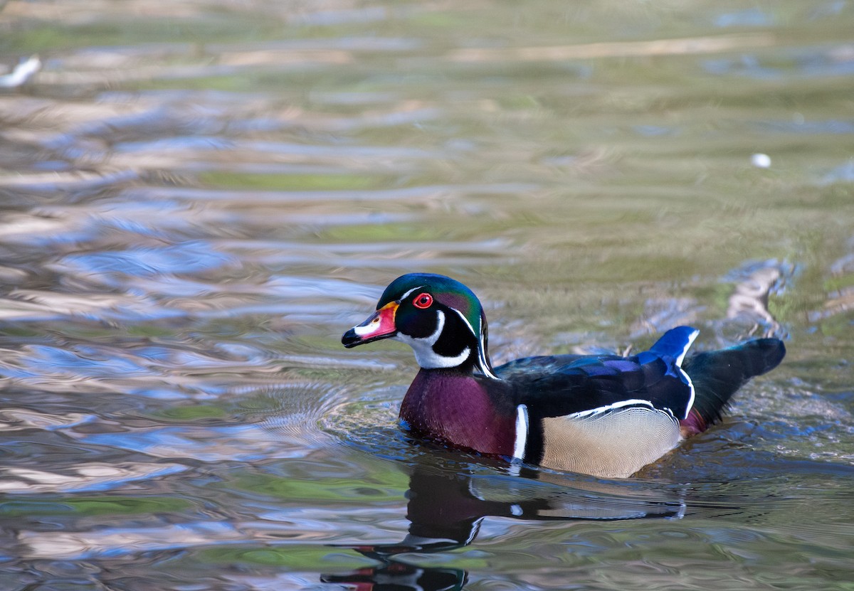 Wood Duck - ML524761561