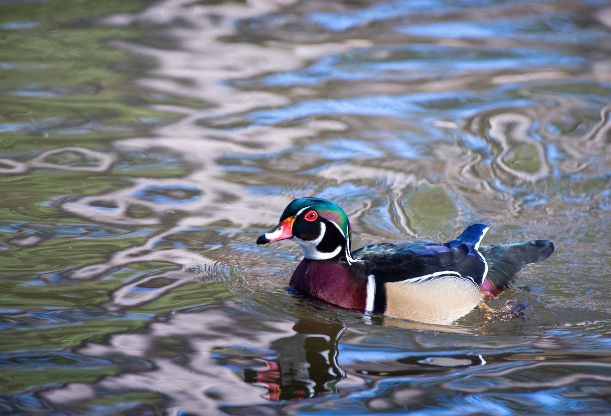 Wood Duck - ML524761581