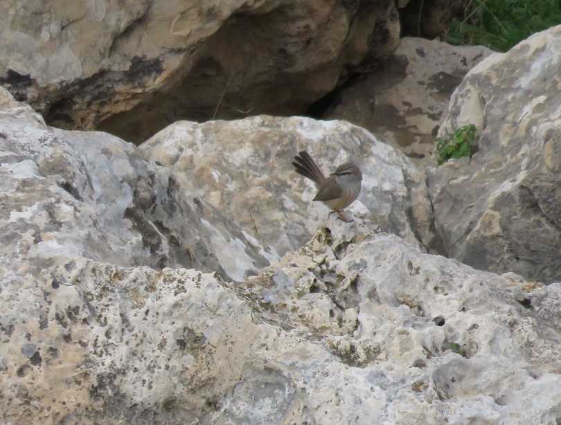 Prinia Desértica - ML524761591