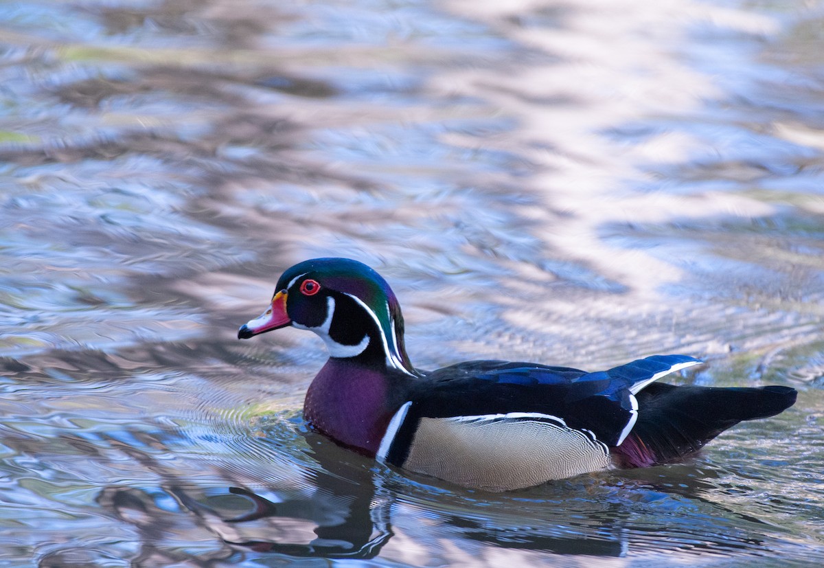 Wood Duck - ML524761601
