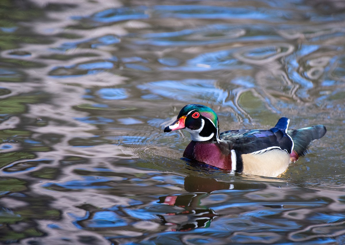Wood Duck - ML524761611