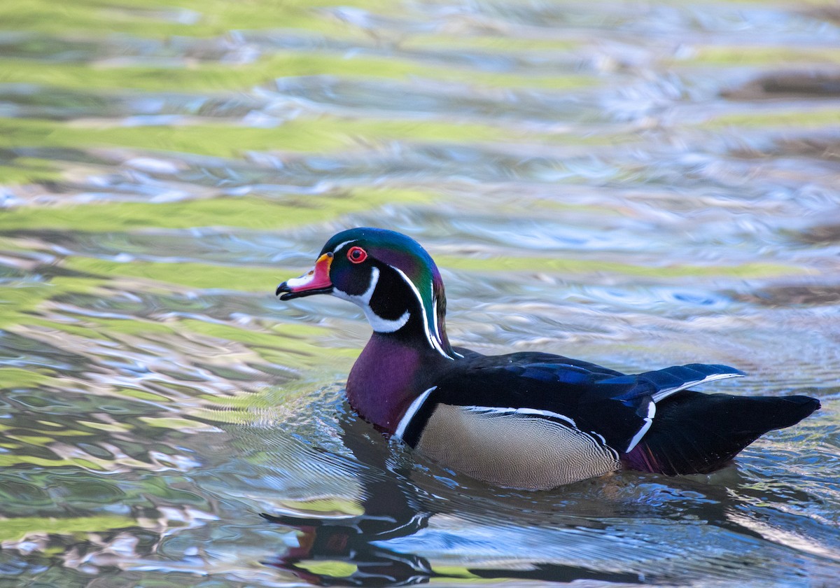 Wood Duck - ML524761621