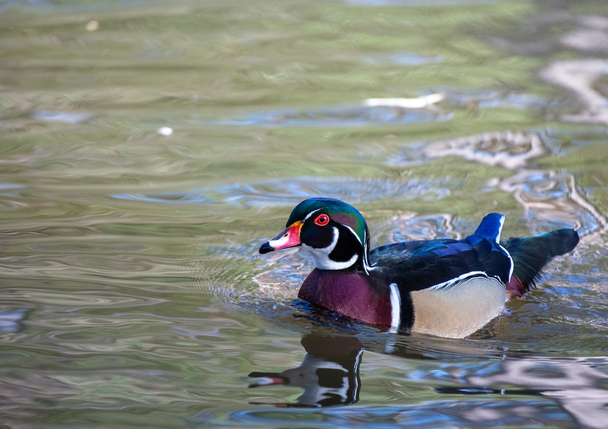 Wood Duck - ML524761631