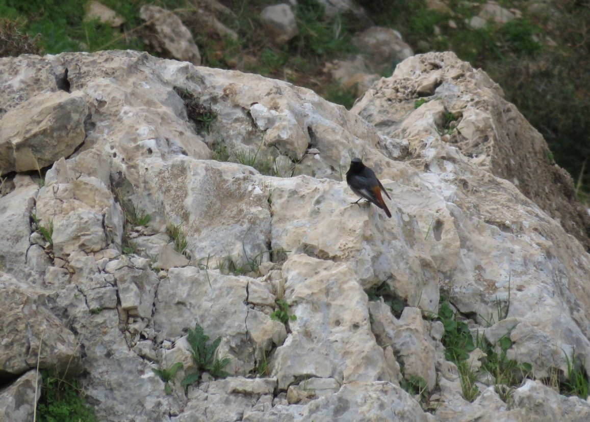 Black Redstart - ML524761661