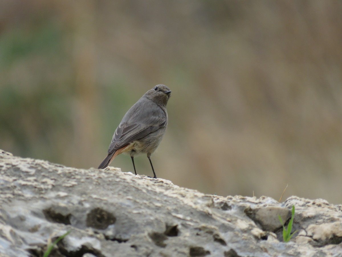 Black Redstart - ML524761671