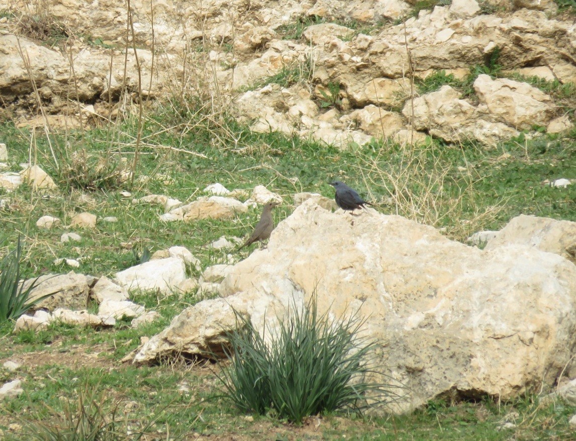 Blue Rock-Thrush - ML524761751