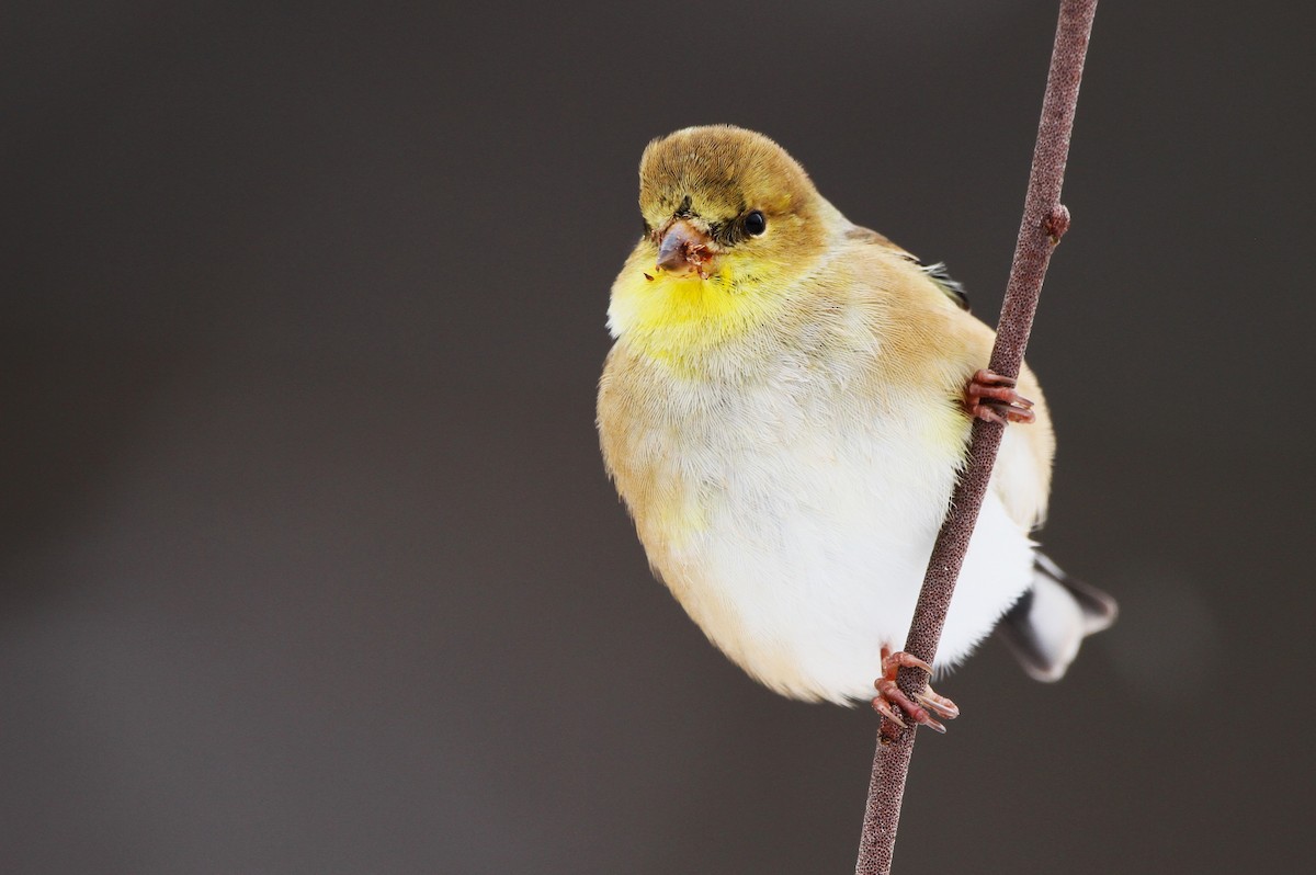 American Goldfinch - Samuel Stankiewicz