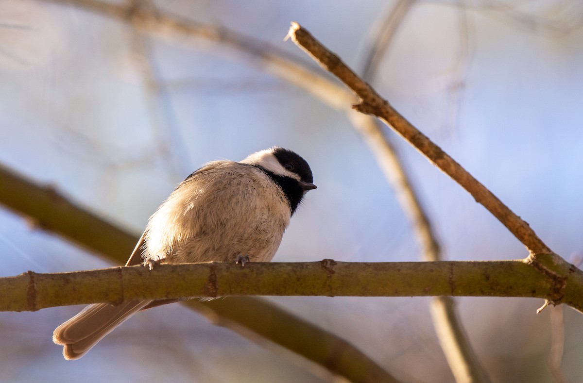 Carolina Chickadee - ML524762101