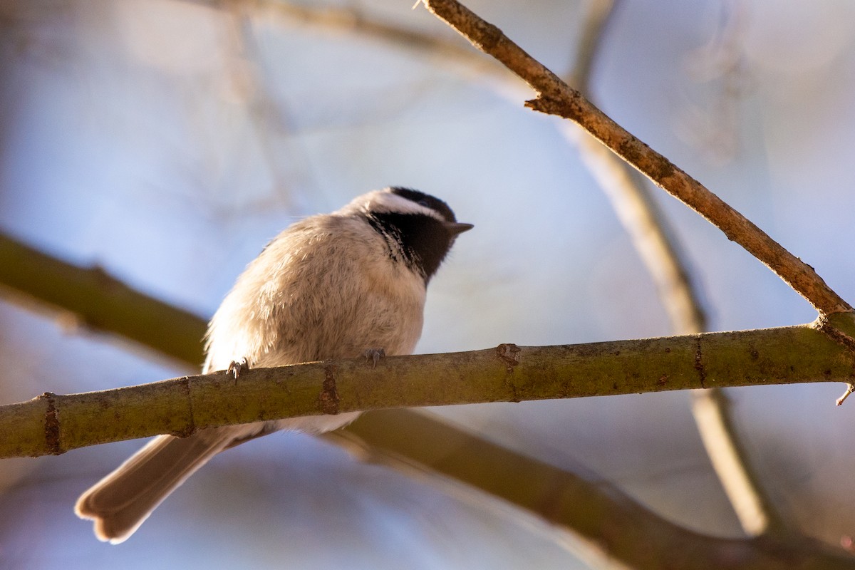 Carolina Chickadee - ML524762111