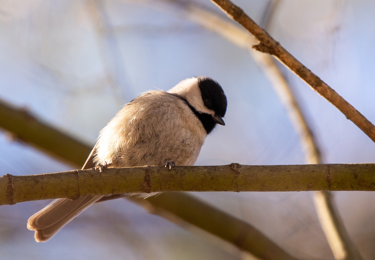 Carolina Chickadee - ML524762121