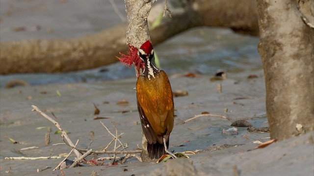 Greater Flameback - ML524764681