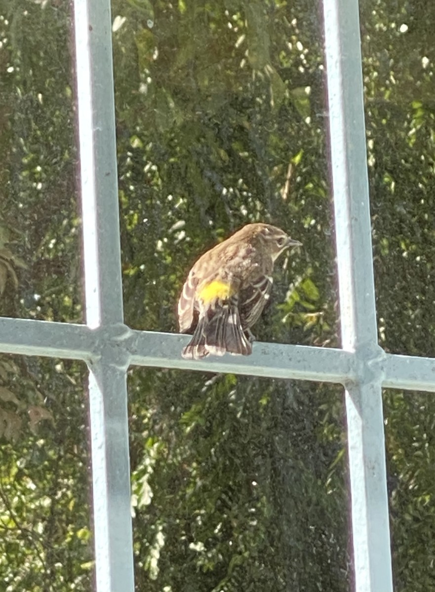 Yellow-rumped Warbler - ML524765771