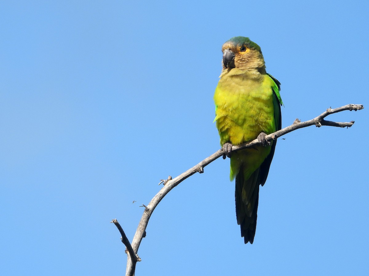 Aratinga Pertinaz - ML524766361