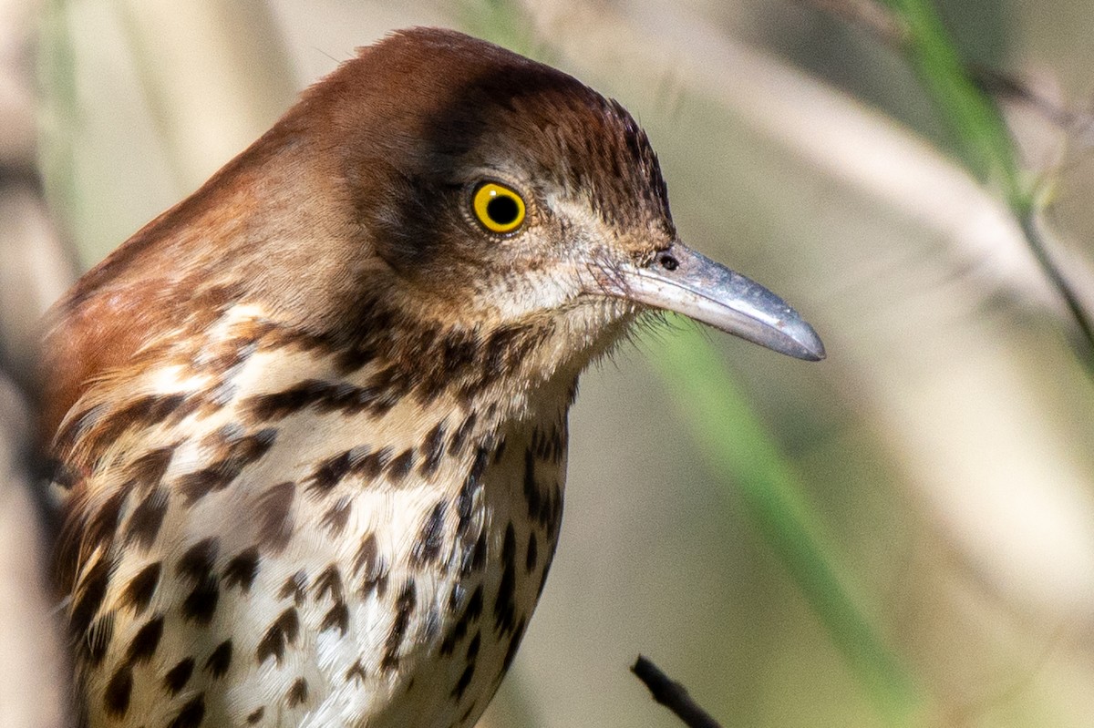 Brown Thrasher - ML524766841