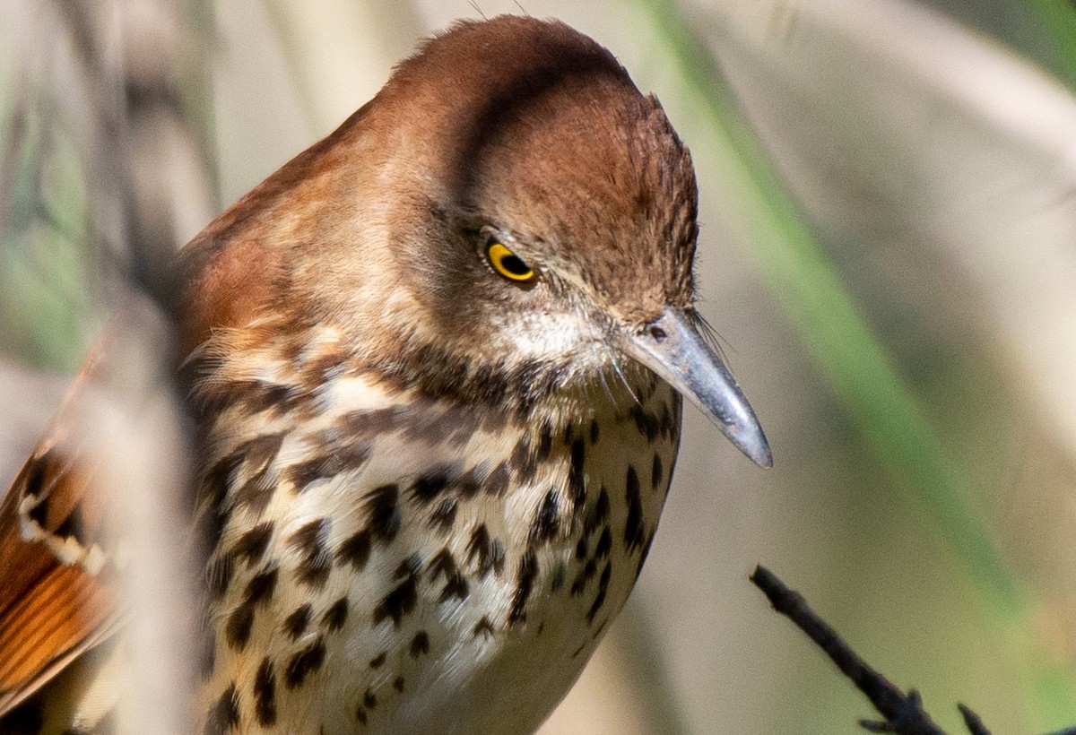 Brown Thrasher - ML524766851