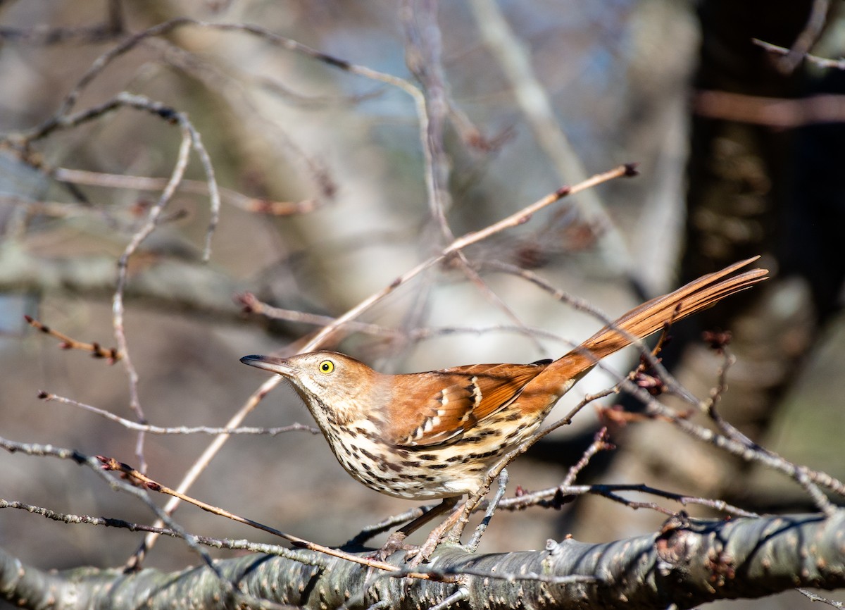 Brown Thrasher - ML524766881