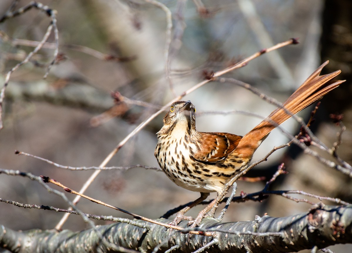Brown Thrasher - ML524766891