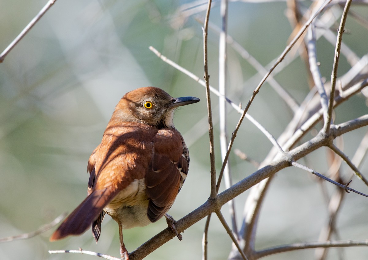 Brown Thrasher - ML524766901