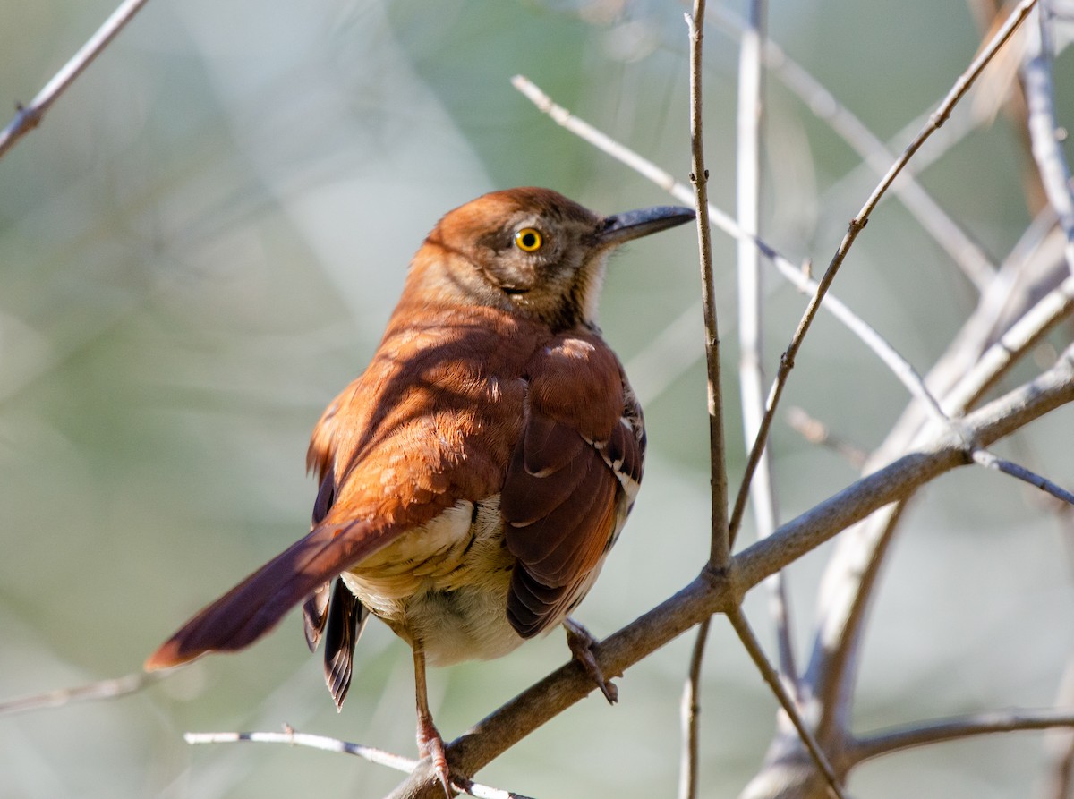 Brown Thrasher - ML524766911