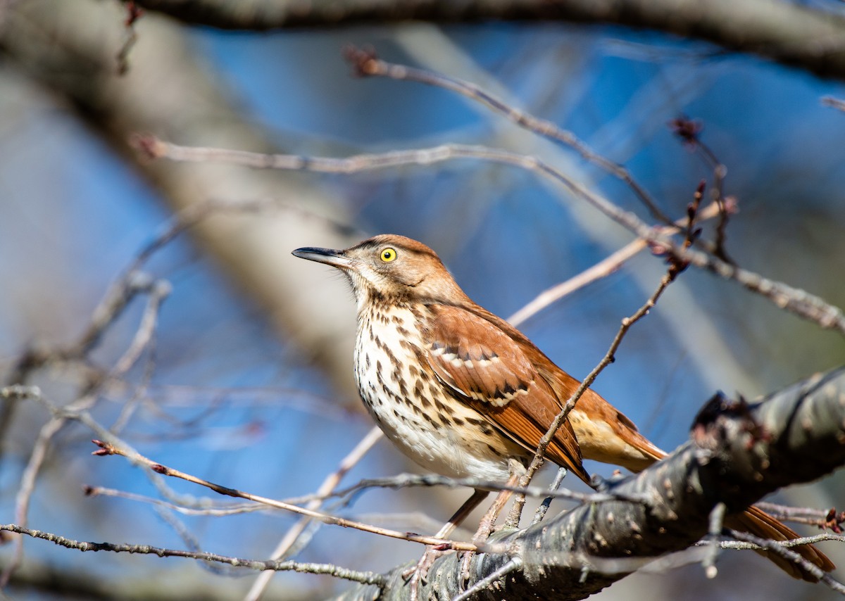 Brown Thrasher - ML524766921