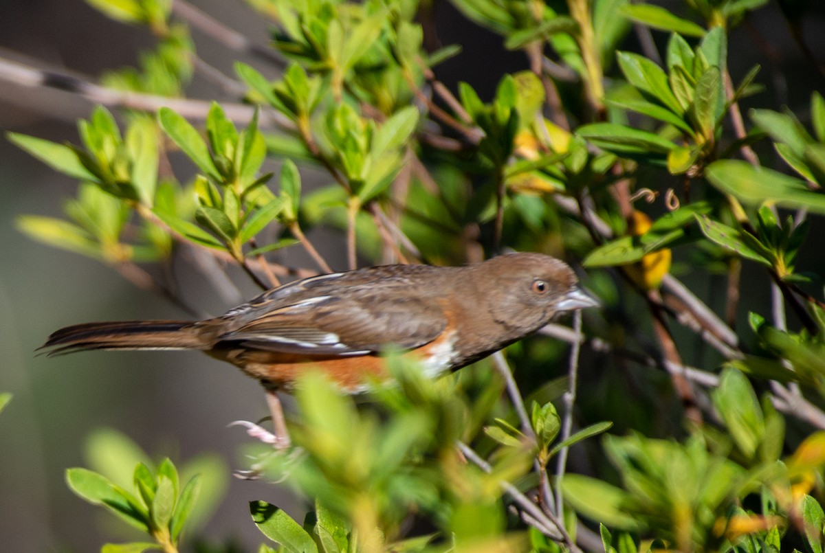 Eastern Towhee (Red-eyed) - ML524767061