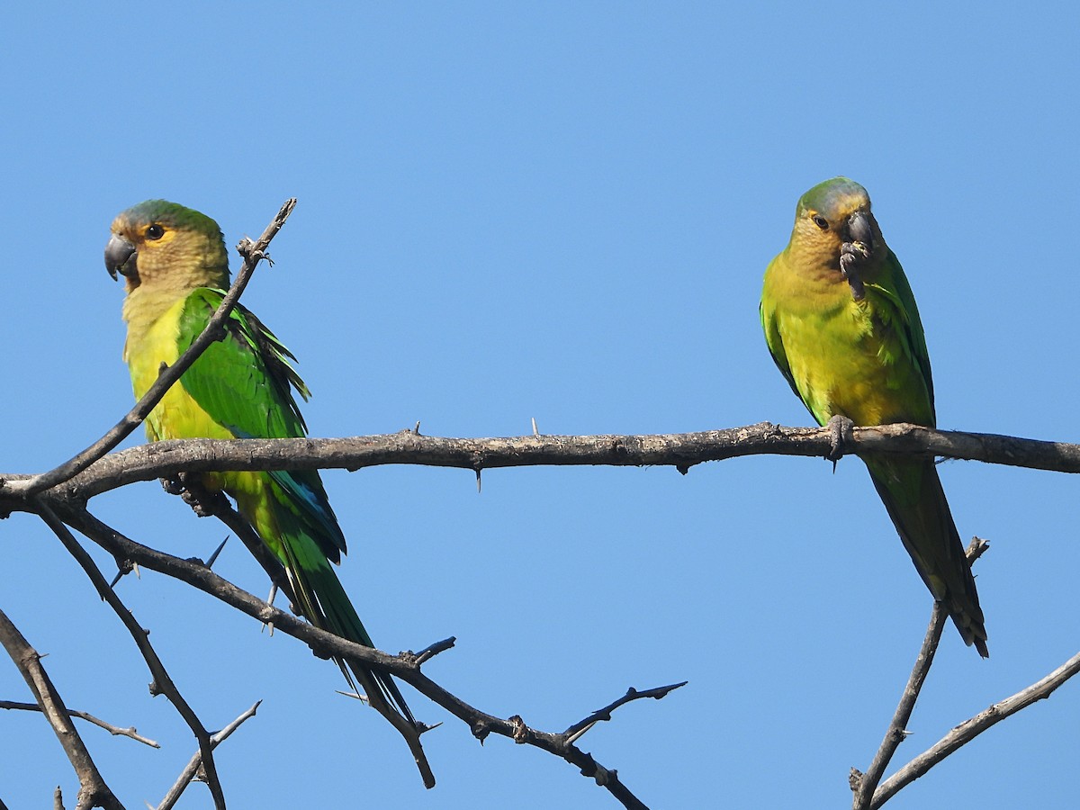 Aratinga Pertinaz - ML524767161