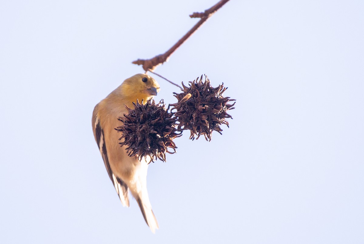 American Goldfinch - ML524767411