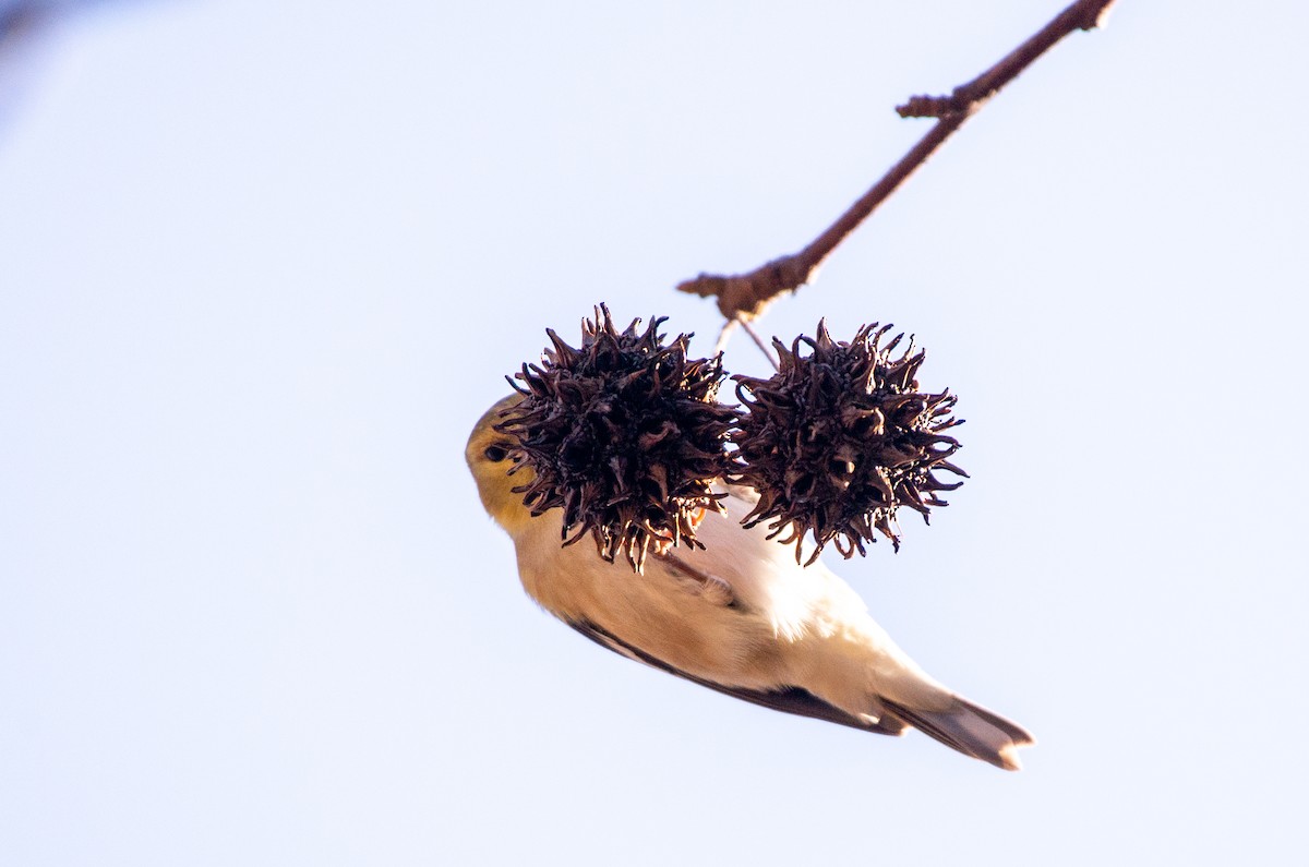 American Goldfinch - ML524767421
