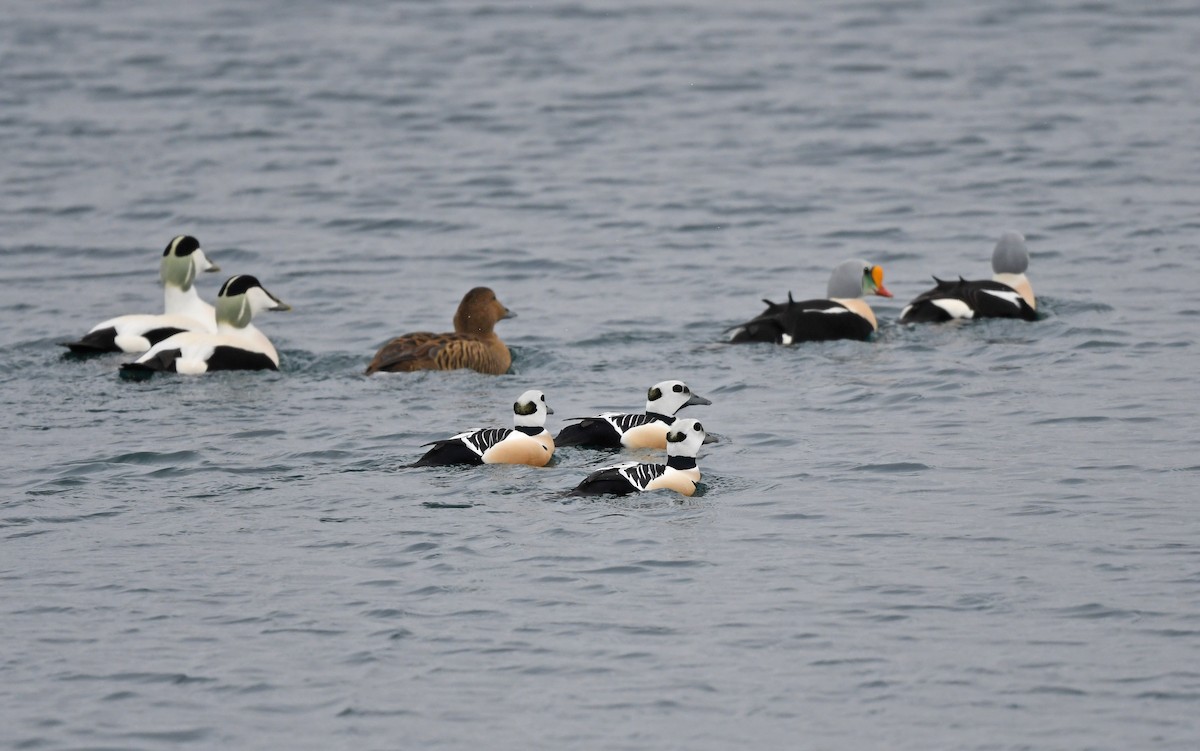 Steller's Eider - ML524768141