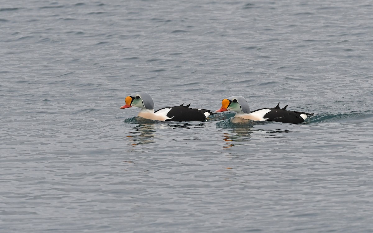 King Eider - ML524768191