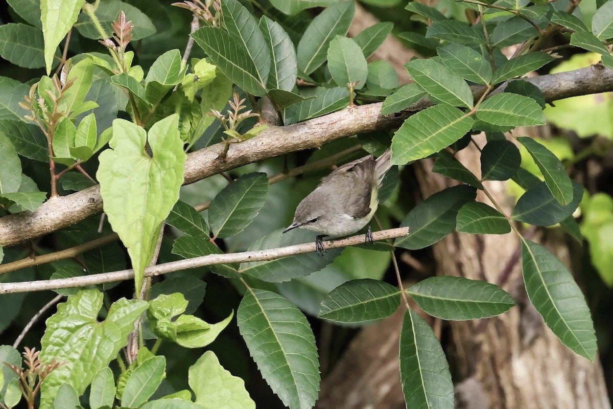 Fan-tailed Gerygone - Mike Sylvia