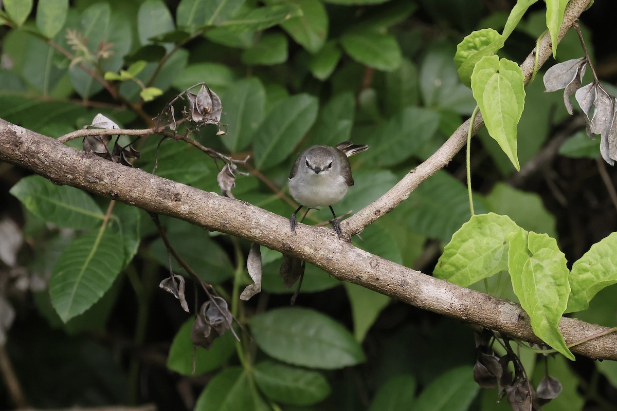 Fan-tailed Gerygone - ML524768271