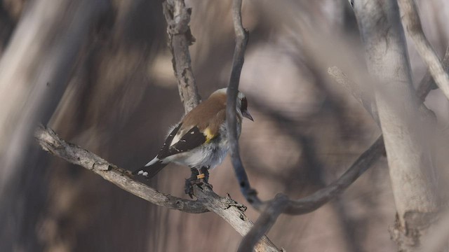 Щиглик звичайний - ML524768401