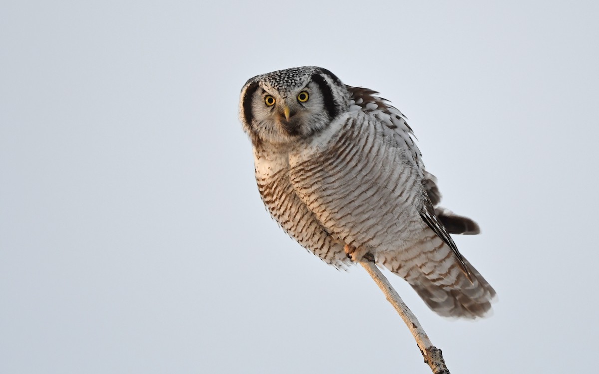 Northern Hawk Owl - Julia Wittmann