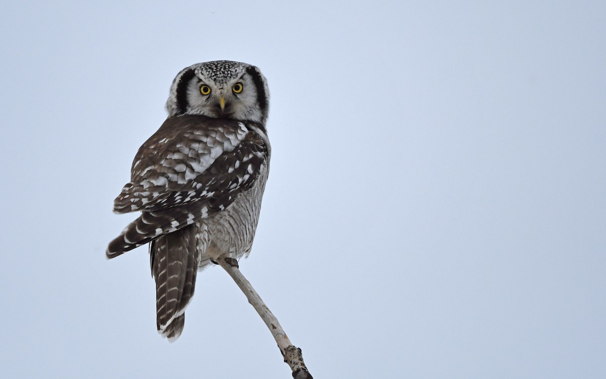 Northern Hawk Owl - ML524768501